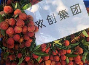 夏日好“枝”味，PG官方版网站登录入口-PG（中国）一站式游戏服务平台
集团发福“荔”啦